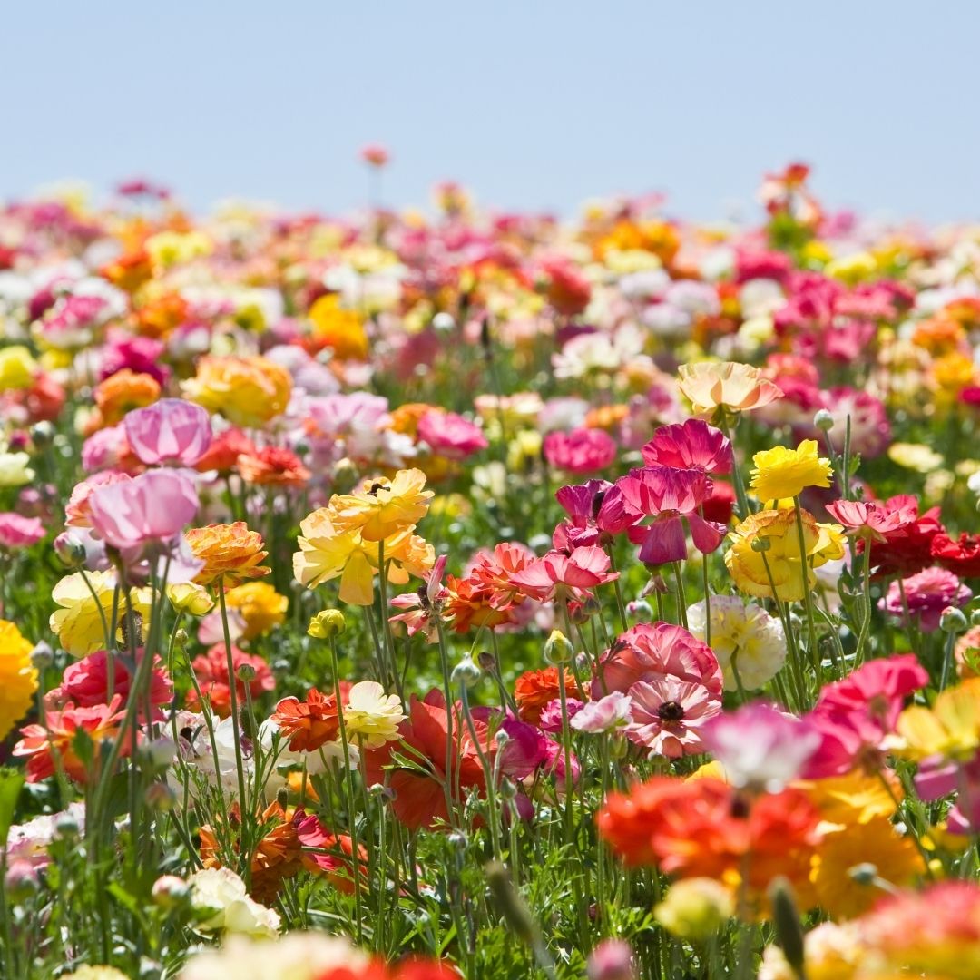 Flower-Inspired First Names and Their Significance